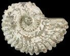 Bumpy Douvilleiceras Ammonite - Madagascar #53321-1